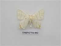 藏品(尺蛾322)的圖片